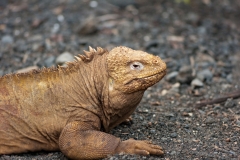 074--Top 2011--18. April 2011_small